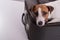 Jack russell terrier lies on a suitcase on a white background waiting for a vacation. The dog is going on a journey with