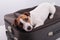 Jack russell terrier lies on a suitcase on a white background waiting for a vacation. The dog is going on a journey with