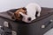 Jack russell terrier lies on a suitcase on a white background waiting for a vacation. The dog is going on a journey with