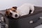 Jack russell terrier lies on a suitcase on a white background waiting for a vacation. The dog is going on a journey with