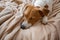 Jack Russell Terrier lying down sleep dog