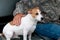Jack Russell Terrier, mans best friend