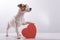Jack Russell Terrier next to a heart-shaped box on a white background. A dog gives a romantic gift on a date