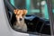 Jack Russell Terrier in open pickup car window