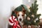 A Jack Russell Terrier peers out beside a Christmas tree, embodying the holiday