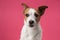 Jack Russell Terrier with a perceptive stare poses against a pink background