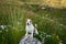 Jack Russell Terrier perched on a rock amidst a blooming meadow