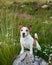 Jack Russell Terrier perched on a rock amidst a blooming meadow