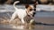 A Jack Russell terrier playing with a ball created with Generative AI