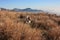 Jack Russell terrier playing in a natural park in the hills between the mountains and running free the small pet