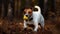 A Jack Russell terrier playing with a tennis ball created with Generative AI