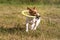 Jack Russell terrier playing with yellow plastic throwing disc on grass meadow, holding it in her mouth