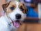 Jack Russell terrier portrait snout at home