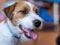 Jack Russell terrier portrait snout at home