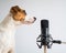 Jack Russell Terrier and professional microphone on a white background. Portrait of a dog giving an interview