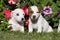 Jack russell terrier pupies sitting in front o