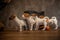 Jack Russell Terrier puppies are played next to a wicker gray house