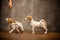 Jack Russell Terrier puppies are played on the wooden floor