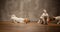 Jack Russell Terrier puppies are played on the wooden floor