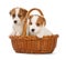 Jack Russell Terrier puppies sitting in a basket.