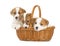 Jack Russell Terrier puppies sitting in a basket.