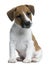 Jack Russell Terrier puppy, 2 months old, sitting