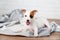 a jack russell terrier puppy on a blanket. cute and playful pets.