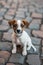 Jack Russell Terrier Puppy on Cobblestone
