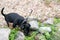 Jack russell terrier puppy, curiously walks on gravel in the garden for the first time