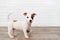 a jack russell terrier puppy. cute and playful pets.