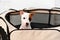 a jack russell terrier puppy. cute and playful pets. folding enclosure for dogs.