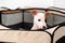 a jack russell terrier puppy. cute and playful pets. folding enclosure for dogs.