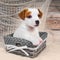 Jack Russell Terrier puppy dog in the basket on the wooden background with a fishing net.