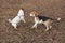 Jack russell terrier puppy and english beagle puppy are playing in the autumn park. Pet animals