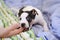 Jack Russell terrier puppy is lying on the bed with colorful linens and biting the human`s hand