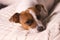 Jack Russell Terrier Puppy Napping