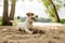 Jack Russell Terrier puppy playing with a rope on the beach