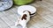 Jack Russell terrier puppy plays with a robot vacuum cleaner.