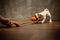 Jack Russell Terrier puppy pulls teeth with an orange toy