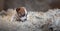 Jack Russell Terrier puppy with spots on the muzzle, sitting on a terry carpet