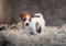 Jack Russell Terrier puppy with spots on the muzzle, stands on a terry rug