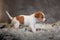 Jack Russell Terrier puppy with spots on the muzzle, stands on a terry rug