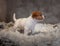 Jack Russell Terrier puppy with spots on the muzzle, stands on a terry rug