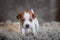 Jack Russell Terrier puppy with spots on the muzzle, stands on a terry rug