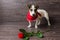 Jack Russell Terrier with red rose.