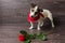 Jack Russell Terrier with red rose.