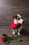 Jack Russell Terrier with red rose.