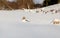 Jack Russell terrier running in deep snow