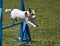 Jack Russell terrier runs agility course