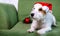 Jack Russell Terrier in santa hat on green sofa christmas with bouble